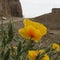 Wonderful flowers in Necropolis,Iran