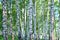 Wonderful forest of birch with different beautiful pattern of bark at summer in Russia