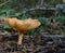 The wonderful forest mushroom Clitocybe gibba.