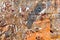 Wonderful fossils in a polished plate from the Sahara