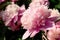 Wonderful fragrant pink peonies outdoors, closeup view