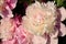 Wonderful fragrant pink peonies outdoors, closeup view