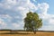 Wonderful freestanding tree in front of an impressive sky, nature reserve, nature park in the LÃ¼neburg Heath, Germany