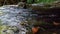 Wonderful fresh river water with rapids on flowing in mountain forest