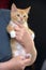 Wonderful ginger with a white kitten in hands