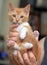 Wonderful ginger with a white kitten in hands