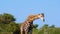 Wonderful Giraffe in the Wild, Camelopard, Wild Animal, Wildlife, Wild Nature