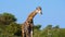 Wonderful Giraffe in the Wild, Camelopard, Wildlife, Wild Nature, Wild Animal