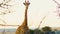 Wonderful Giraffe in the Wild, Wildlife, Camelopard, Wild Animal, Wild Nature