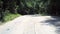 Wonderful gray brown road at dense forest with huge palms