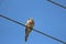 A wonderful gray color pigeon is upon a power cable in a village. The bird is facing the wind blowing and chilling.