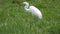 Wonderful Great Egret in the Wild, Birds, Wild Animal, Wild Nature, Wildlife