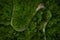 Wonderful green forest with a curvy road and cars from a top view drone shot, aerial of an s curve background which