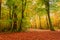 Wonderful green and gold path in the autumn forest, Poland