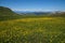 Wonderful green meadow and flowers on alp in the mountains