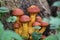 A wonderful group of little brown boletus mushroom between green leaves