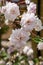 Wonderful group of white roses