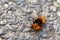 Wonderful hairy orange and black caterpillar on asphalt Costa Rica