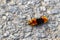 Wonderful hairy orange and black caterpillar on asphalt Costa Rica