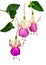 Wonderful hanging fuchsias