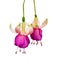 Wonderful hanging fuchsias