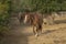 Wonderful horses In a corral at the ranch