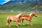 Wonderful horses in mountain ranch, Umbria