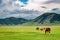 Wonderful horses in valley near Castelluccio, Umbria