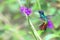 Wonderful Hummingbird in flight, Golden-tailed sapphire, Peru