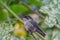 A wonderful Hummingbird perched on a branch resting.