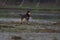 Wonderful hunting dog running in the water