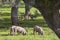 Wonderful Iberian pigs in a meadow