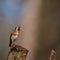 Wonderful image of Goldfinch Carduelis Carduelis bird in Spring forest landscape scene