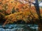 Wonderful japanese maple tree acer palmatum with autumn color