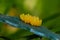 Wonderful ladybug eggs decorate nature