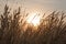 Wonderful landscape from the feather grass field in the evening sunset silhouette.