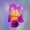 Wonderful large purple bearded Iris