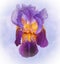 Wonderful large purple bearded Iris