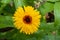 Wonderful large yellow - orange flower, like a large chamomile or a small sunflower.