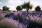 Wonderful lavender field. AI generative