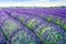 Wonderful lavender field, watercolor. AI generated