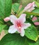 Wonderful light pink colored Weigela flower