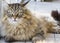 Wonderful long haired cat of siberian breed