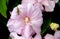 Wonderful macro of the grasshopper sitting on the pale pink flower