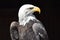 Wonderful majestic portrait of an american bald eagle with a black background