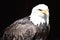 Wonderful majestic portrait of an american bald eagle with a black background