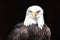 Wonderful majestic portrait of an american bald eagle with a black background