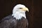 Wonderful majestic portrait of an american bald eagle with a black background