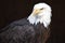 Wonderful majestic portrait of an american bald eagle with a black background