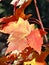 Wonderful Maple leaf in the Canadian autumn